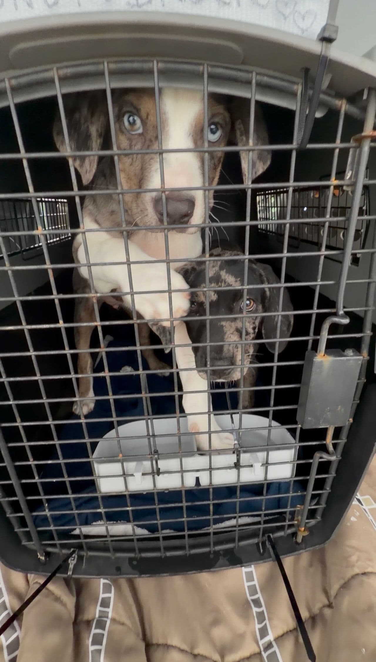 Pet travel photo 3