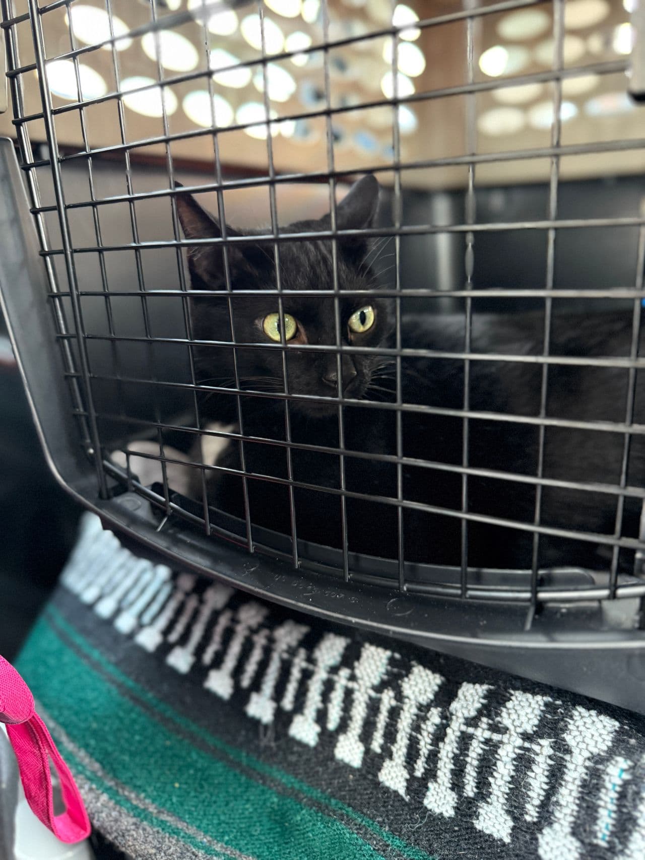 Pet travel photo 3