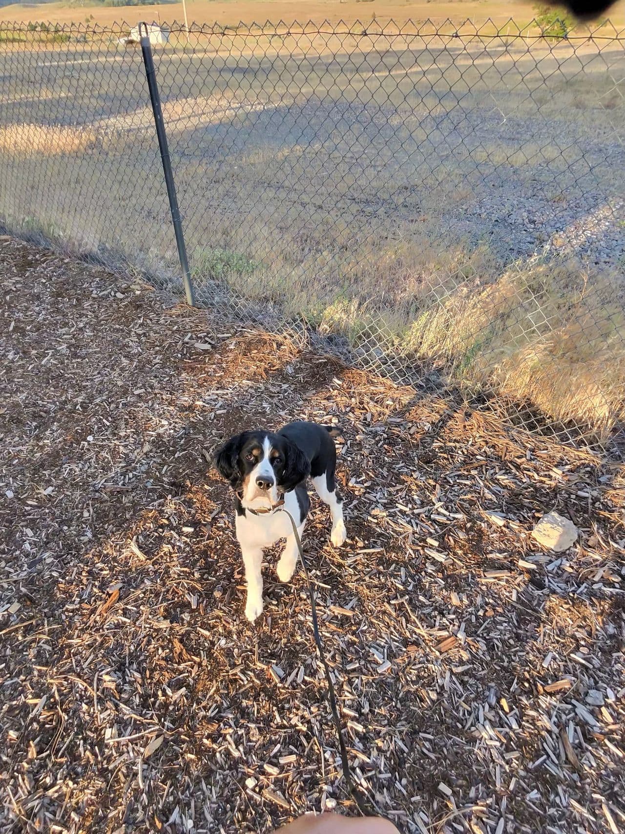 Pet travel photo 1