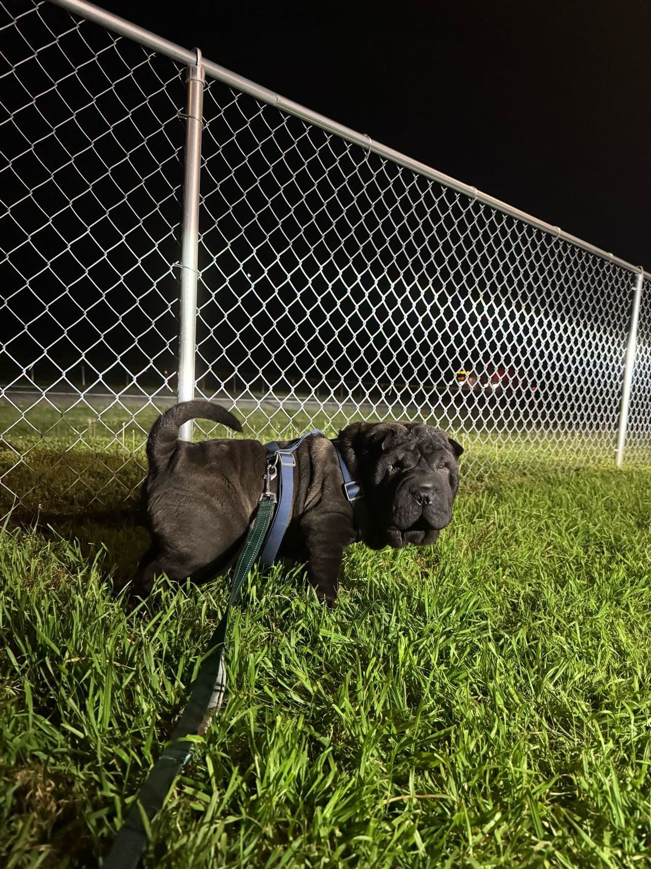 Pet travel photo 4