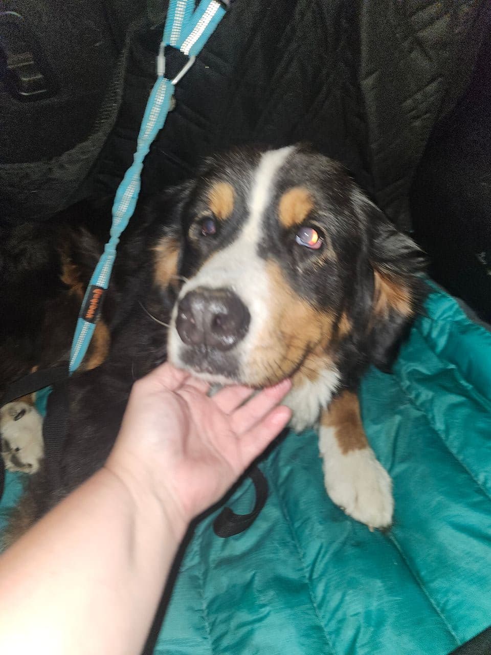 Pet travel photo 1