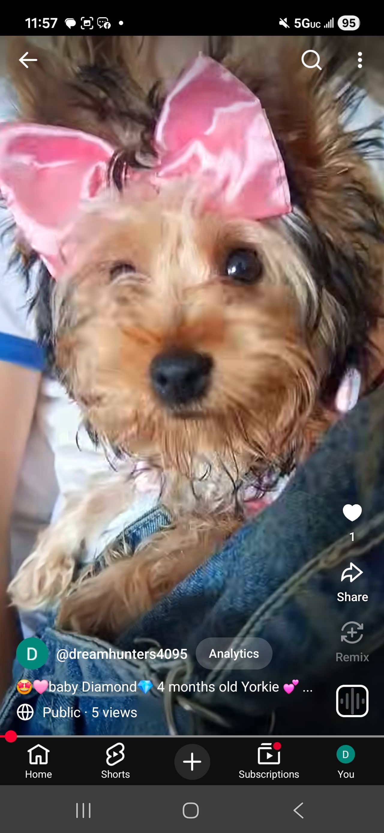 Pet travel photo 3