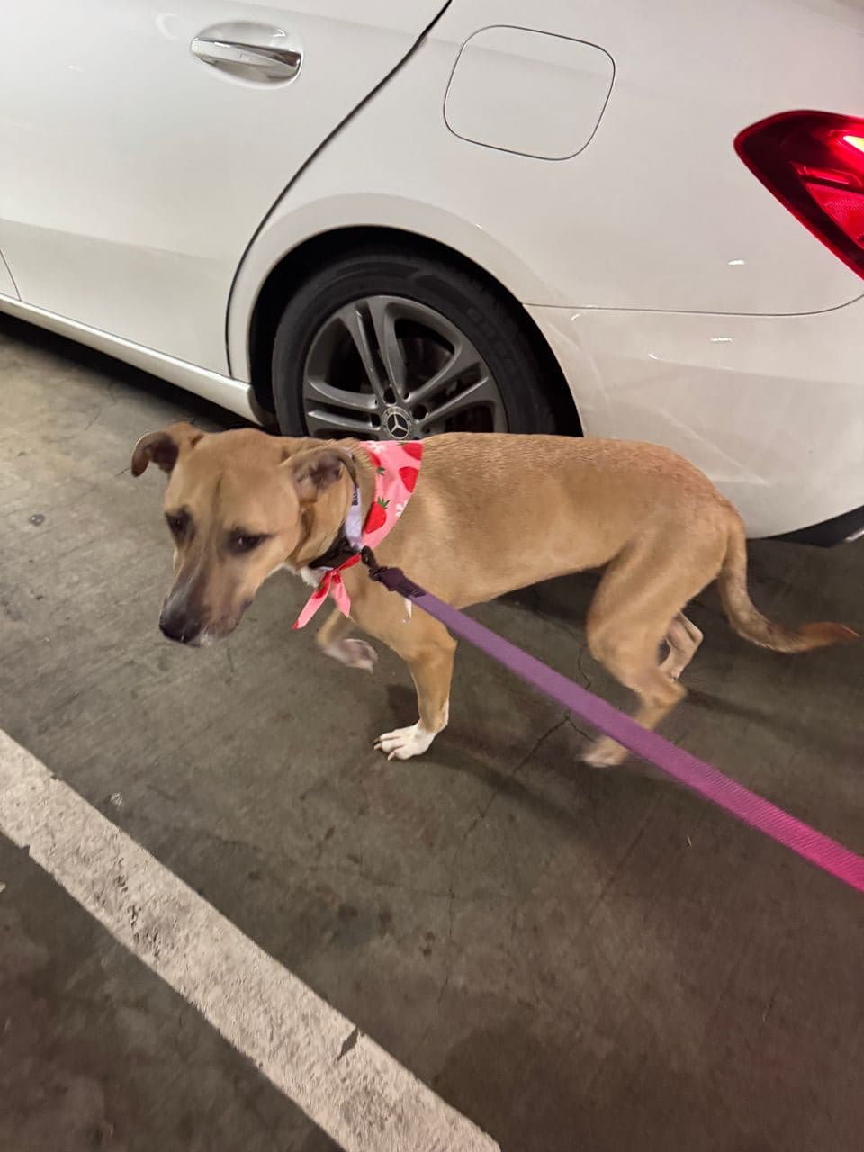 Pet travel photo 5