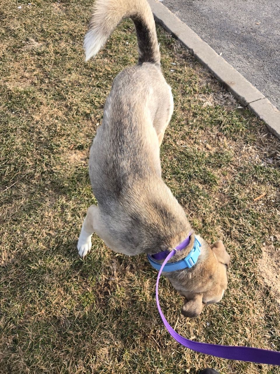 Pet travel photo 2