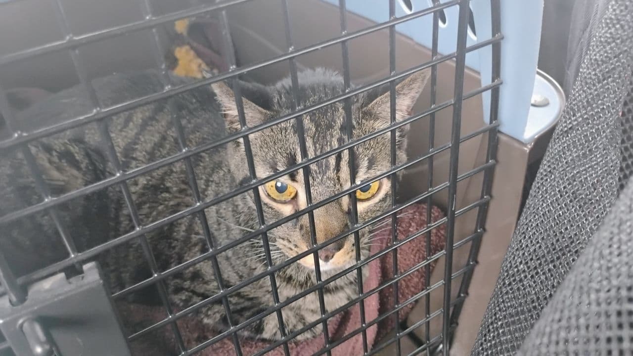 Pet travel photo 3