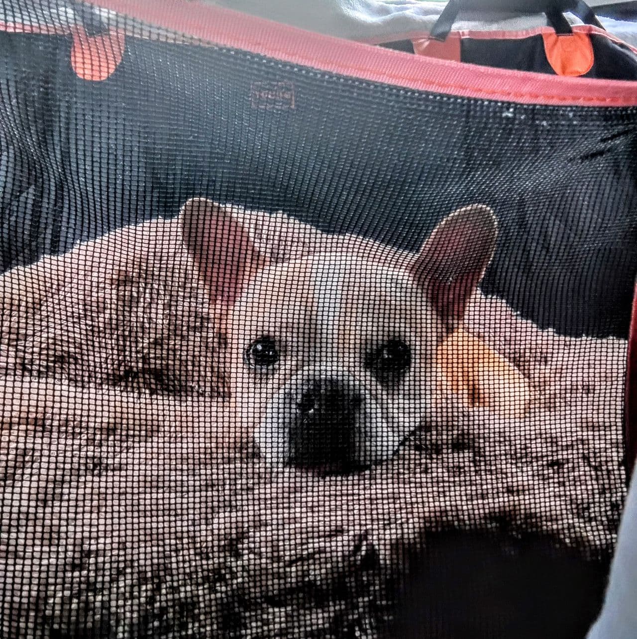 Pet travel photo 1