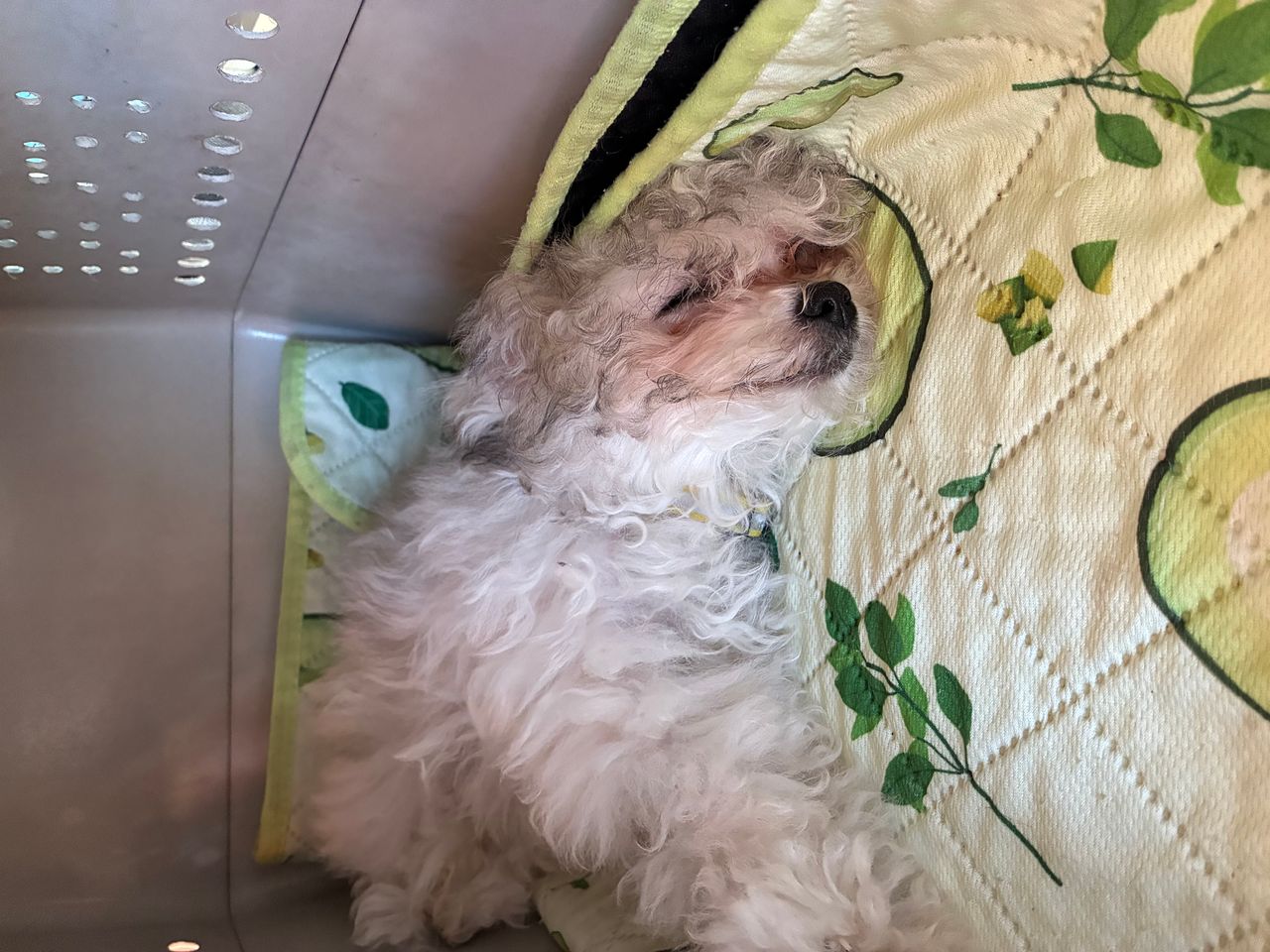 Pet travel photo 4