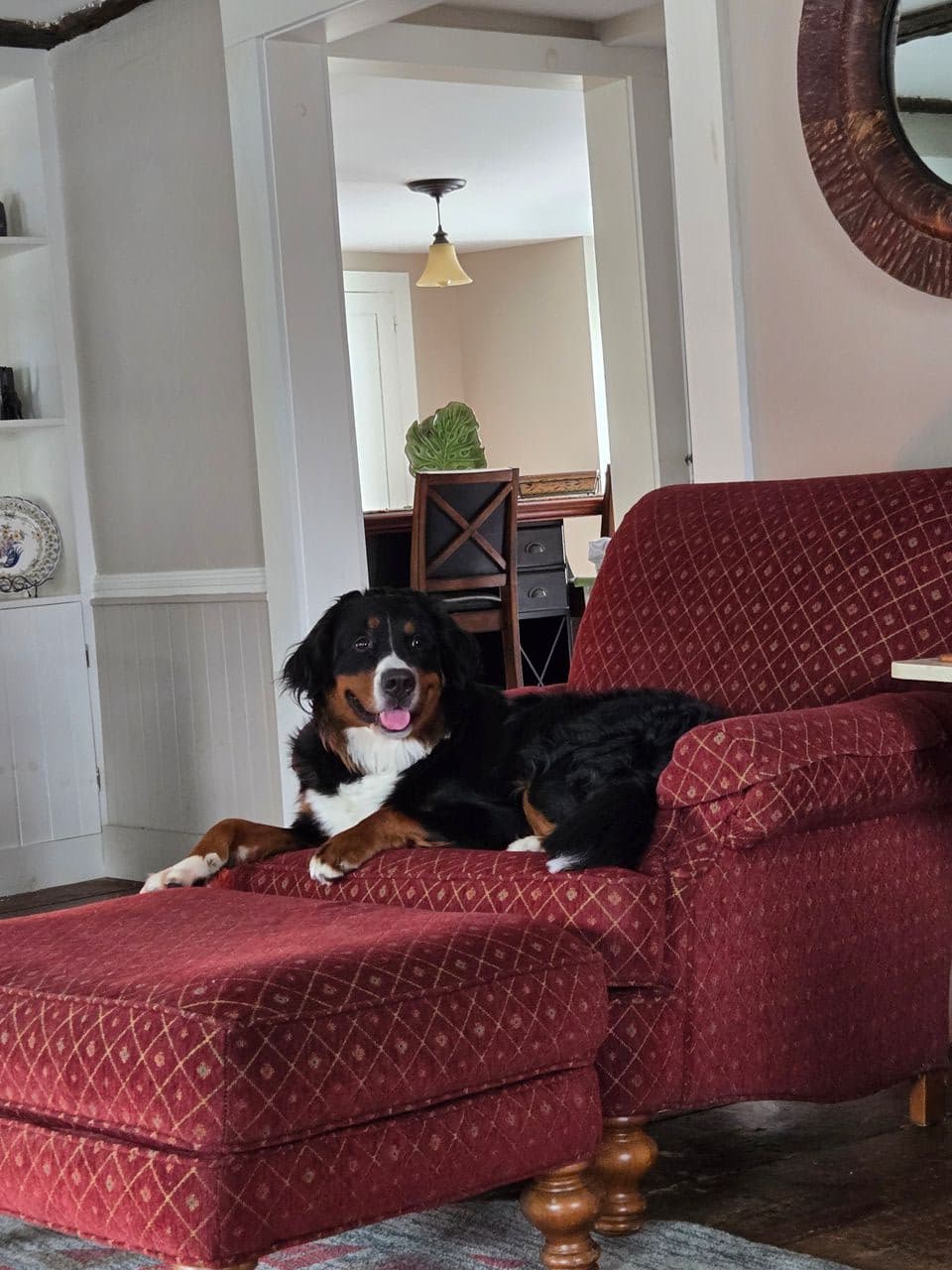Pet travel photo 3