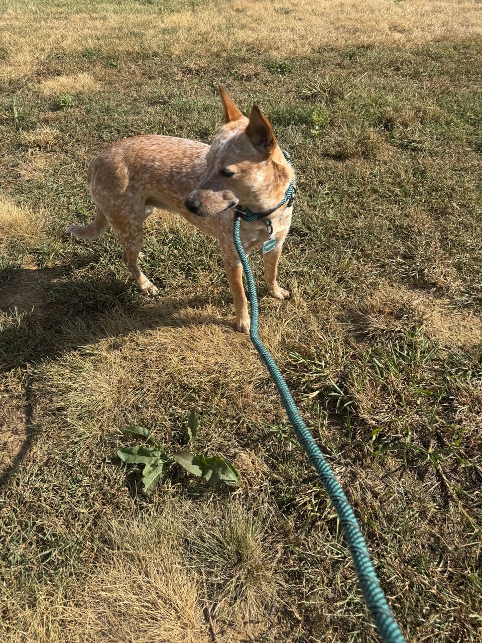 Pet travel photo 2