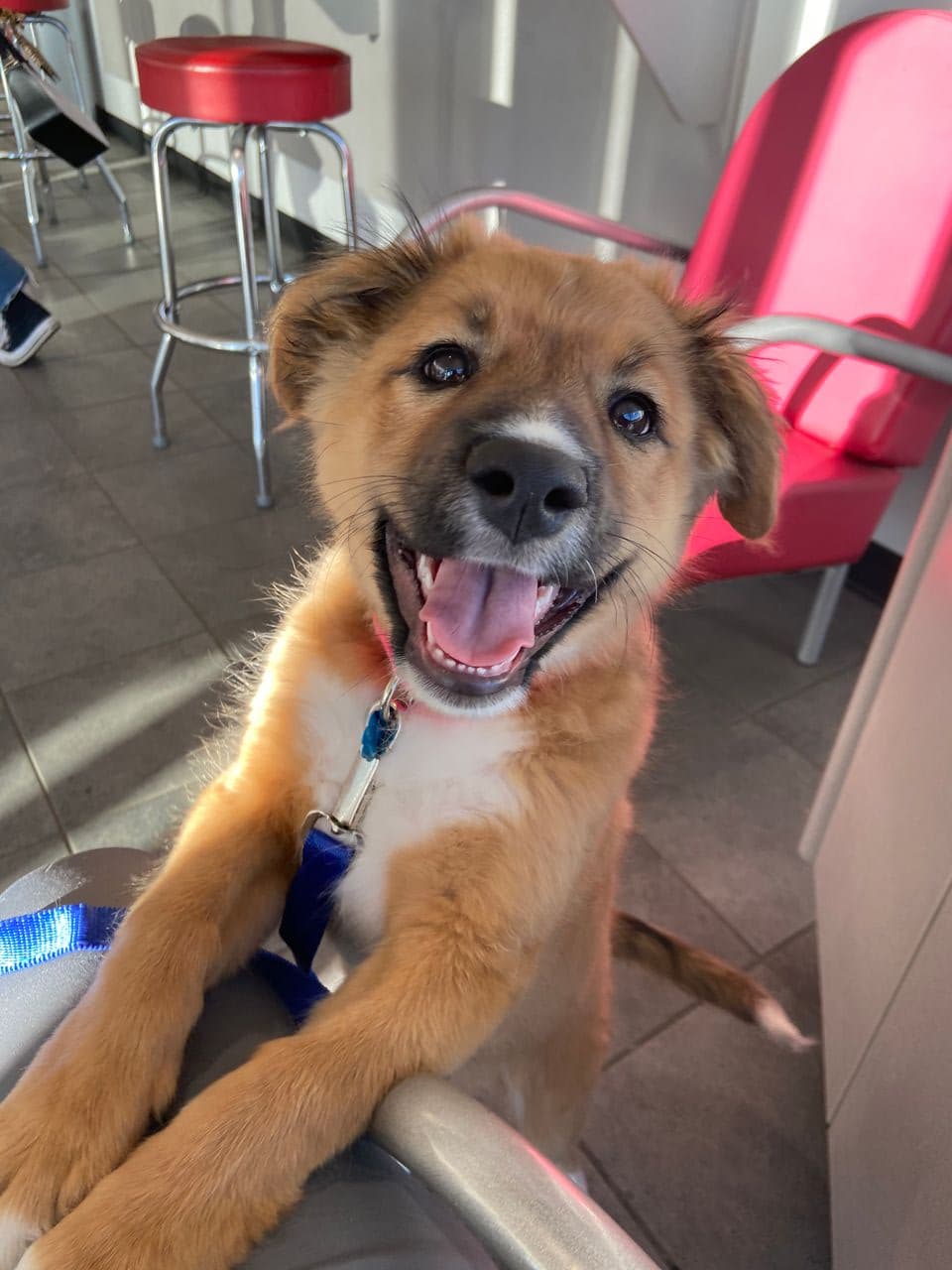 Pet travel photo 3