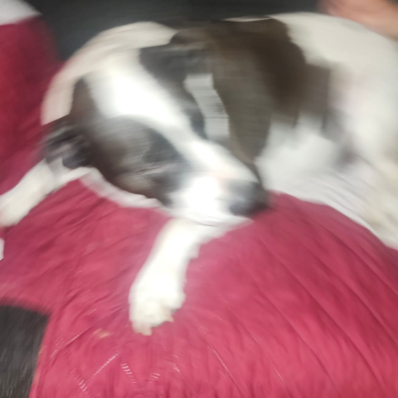 Pet travel photo 3