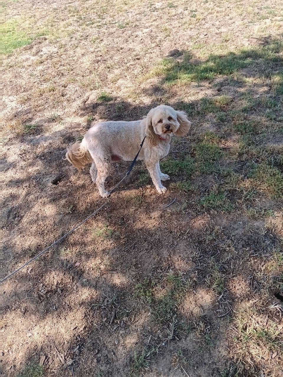Pet travel photo 3