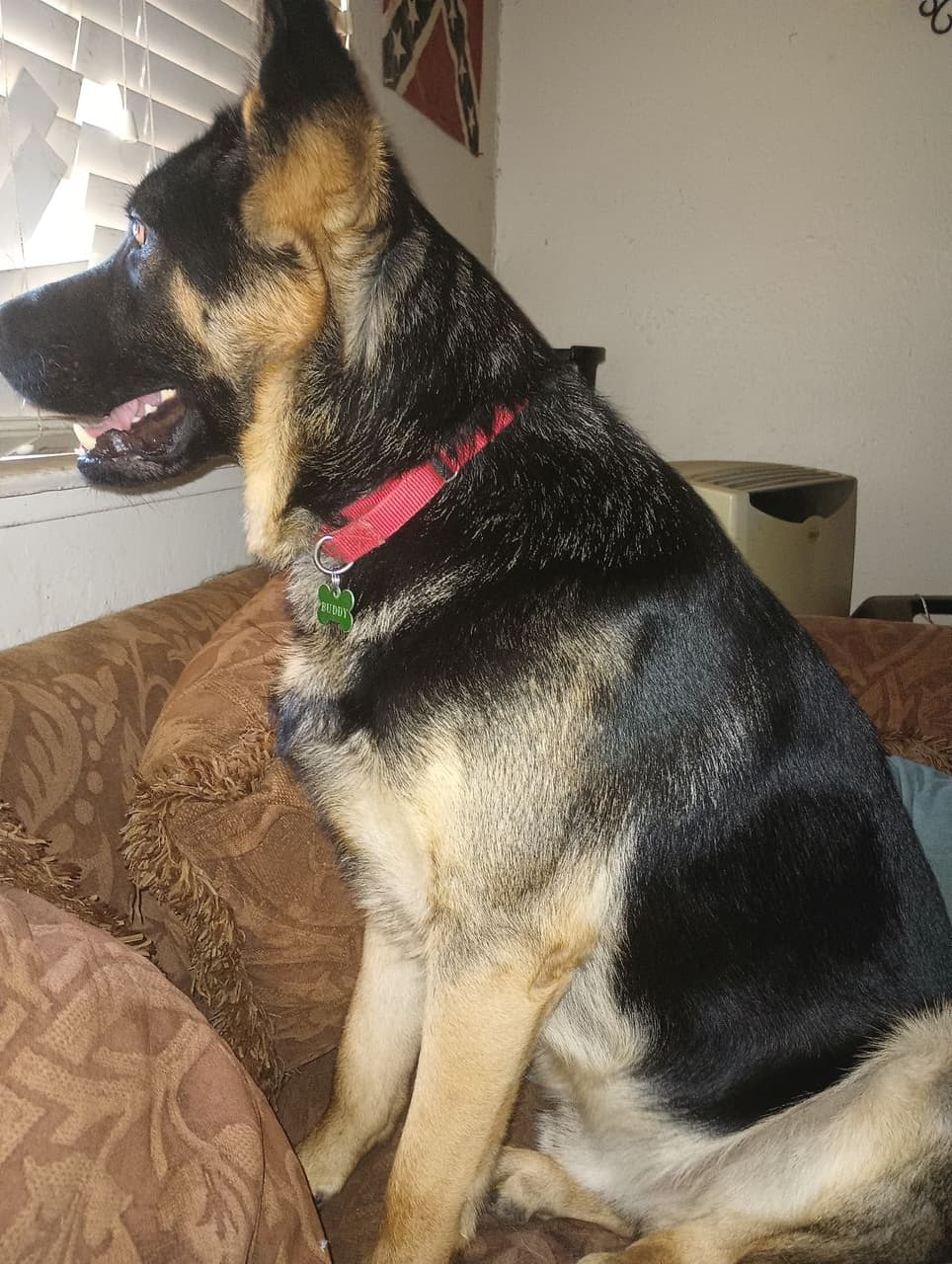 Pet travel photo 1