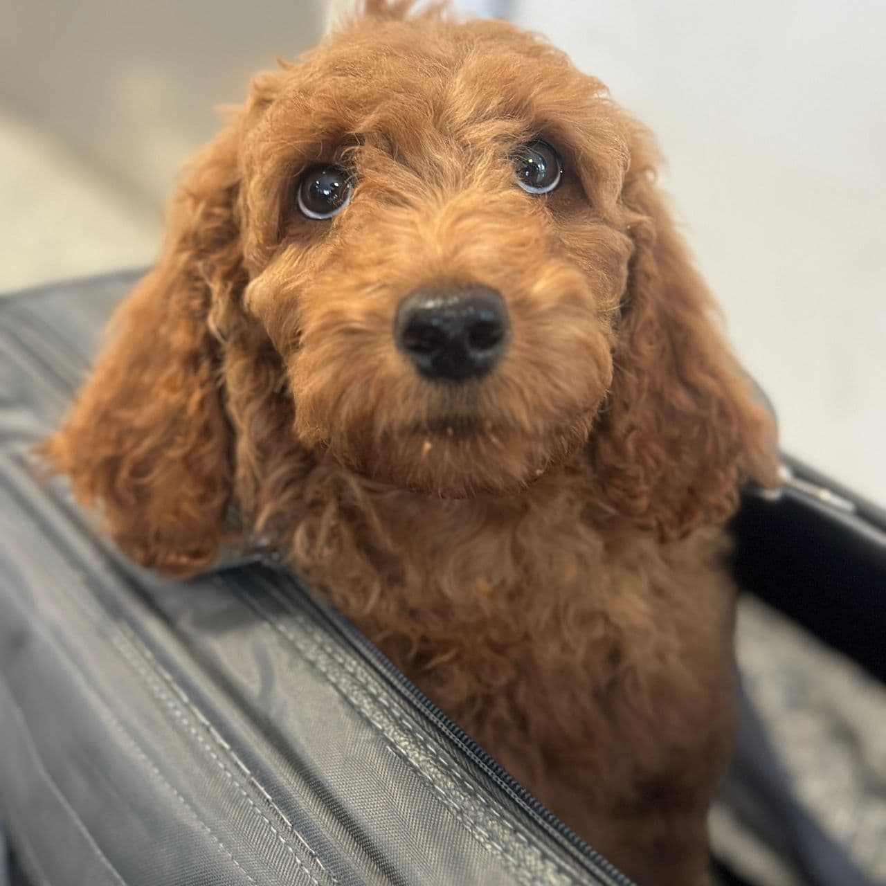 Pet travel photo 1