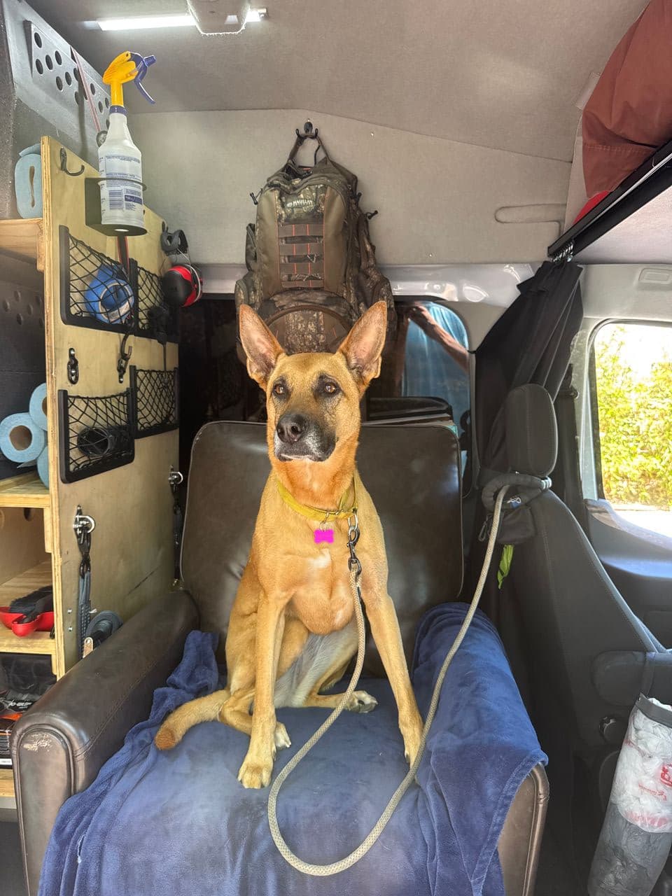 Pet travel photo 1