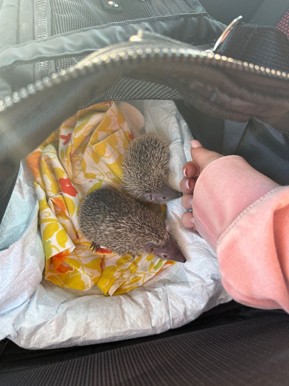 Pet travel photo 1