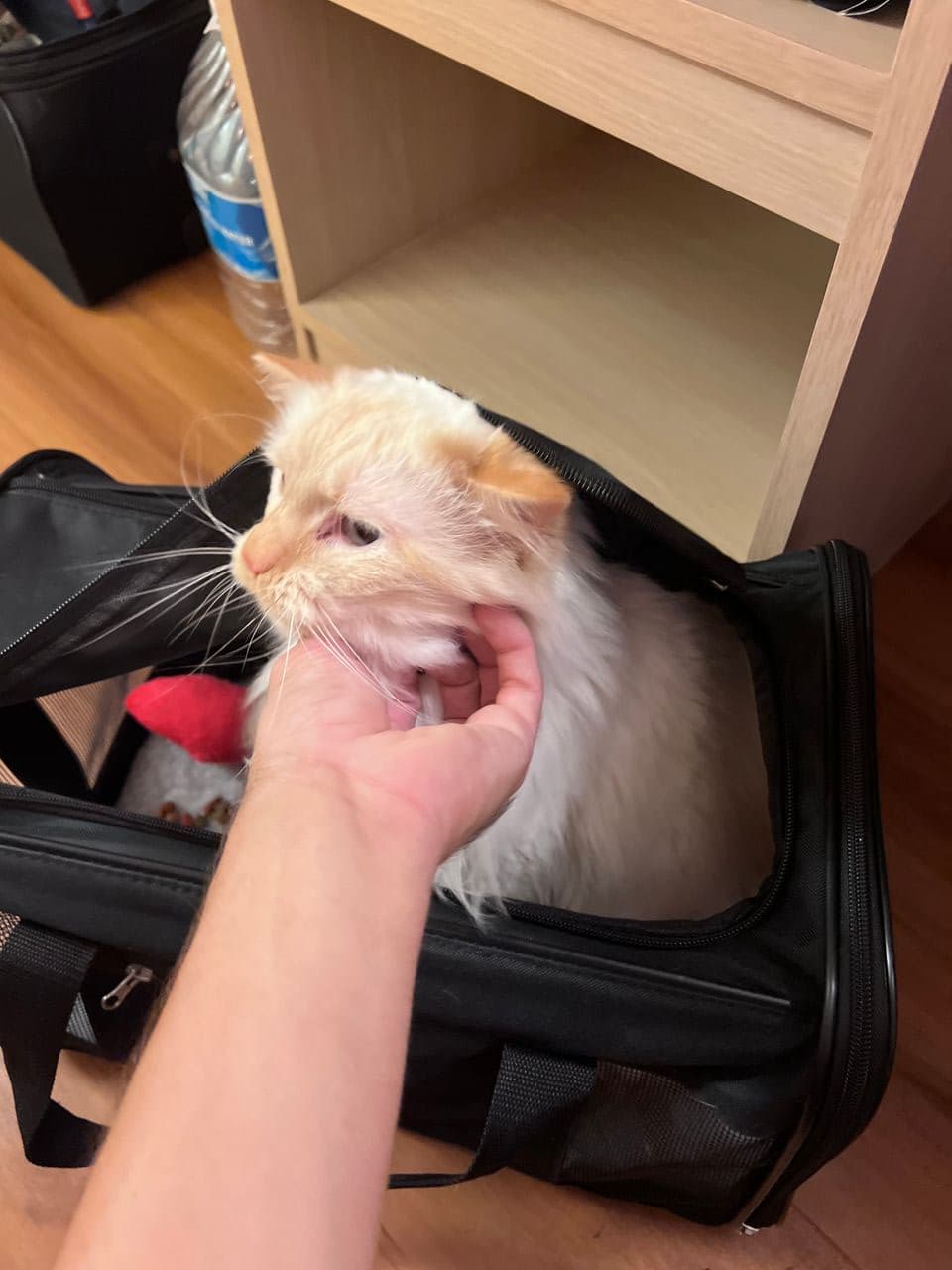 Pet travel photo 4