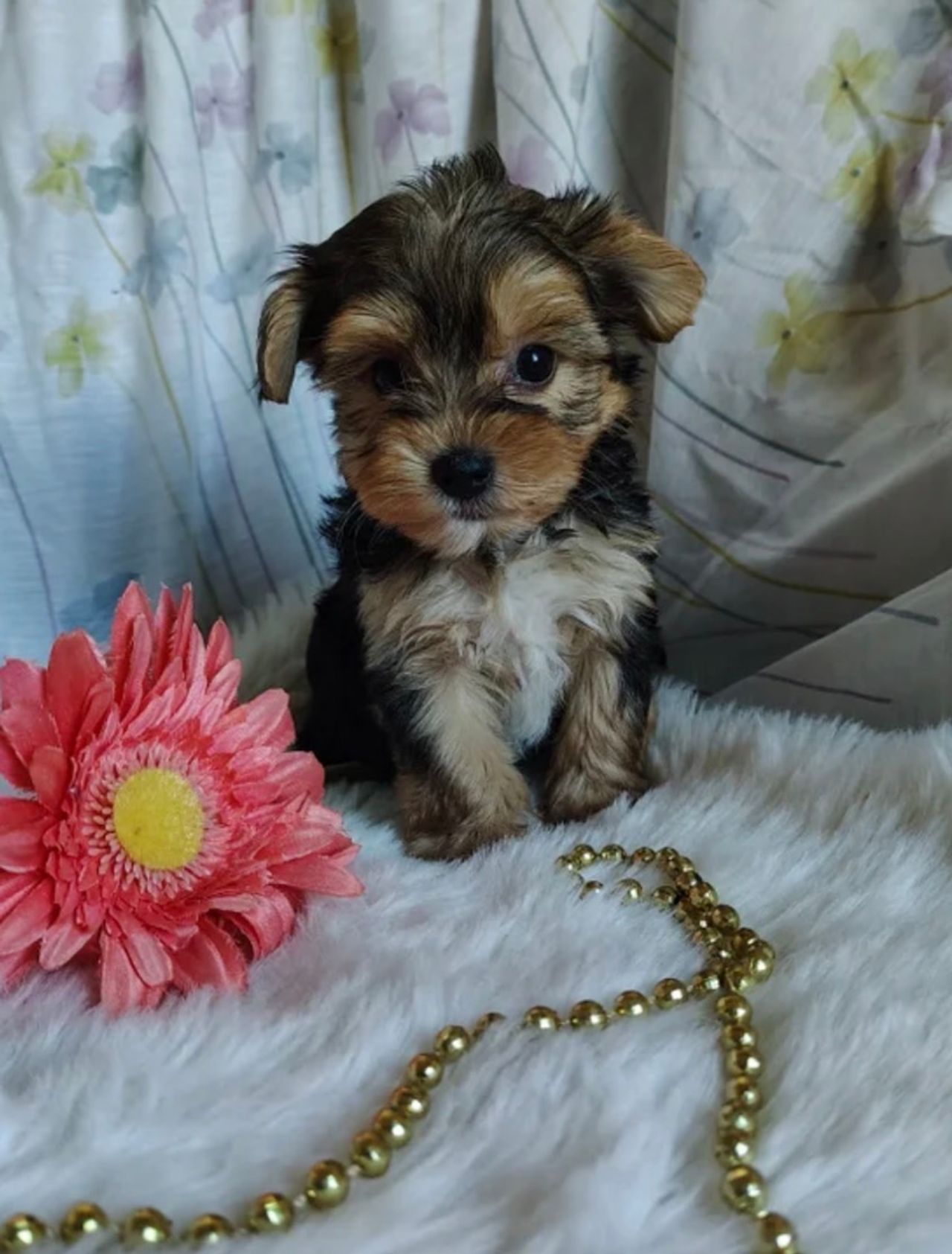 Pet travel photo 2