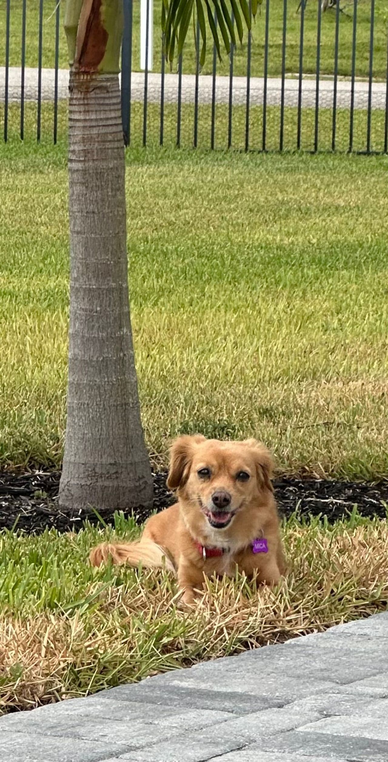 Pet travel photo 1