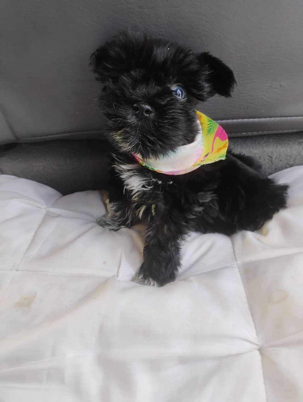 Pet travel photo 6