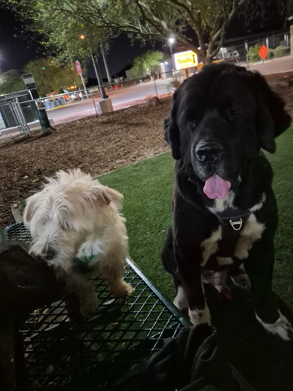 Pet travel photo 1