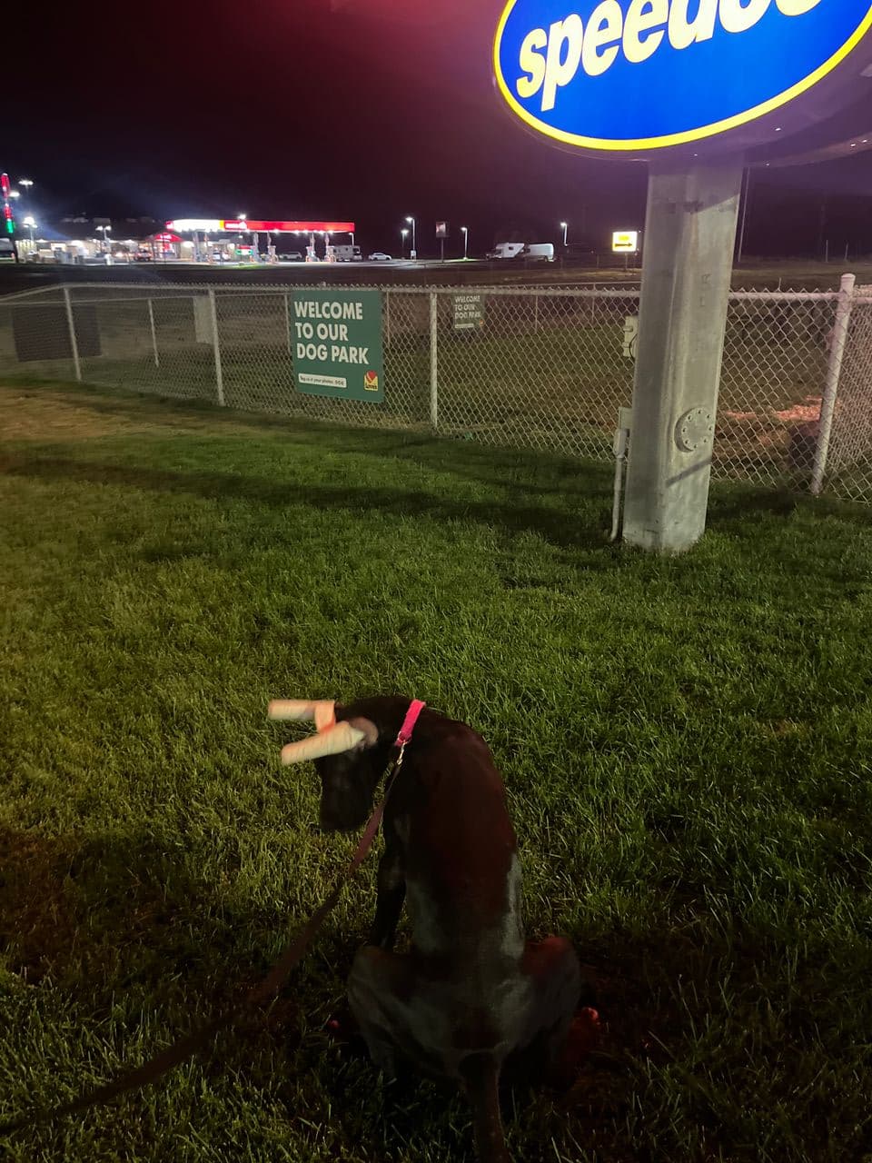 Pet travel photo 3