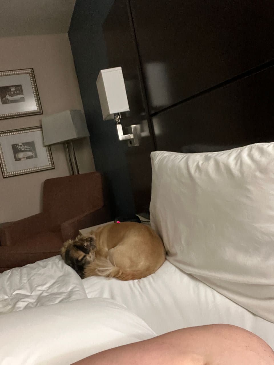Pet travel photo 2