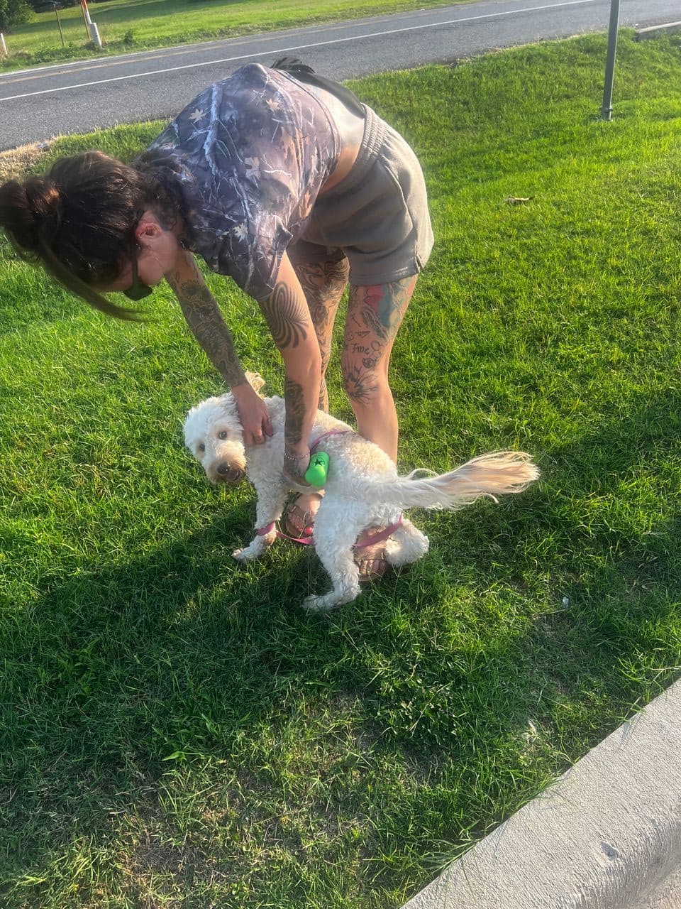 Pet travel photo 1