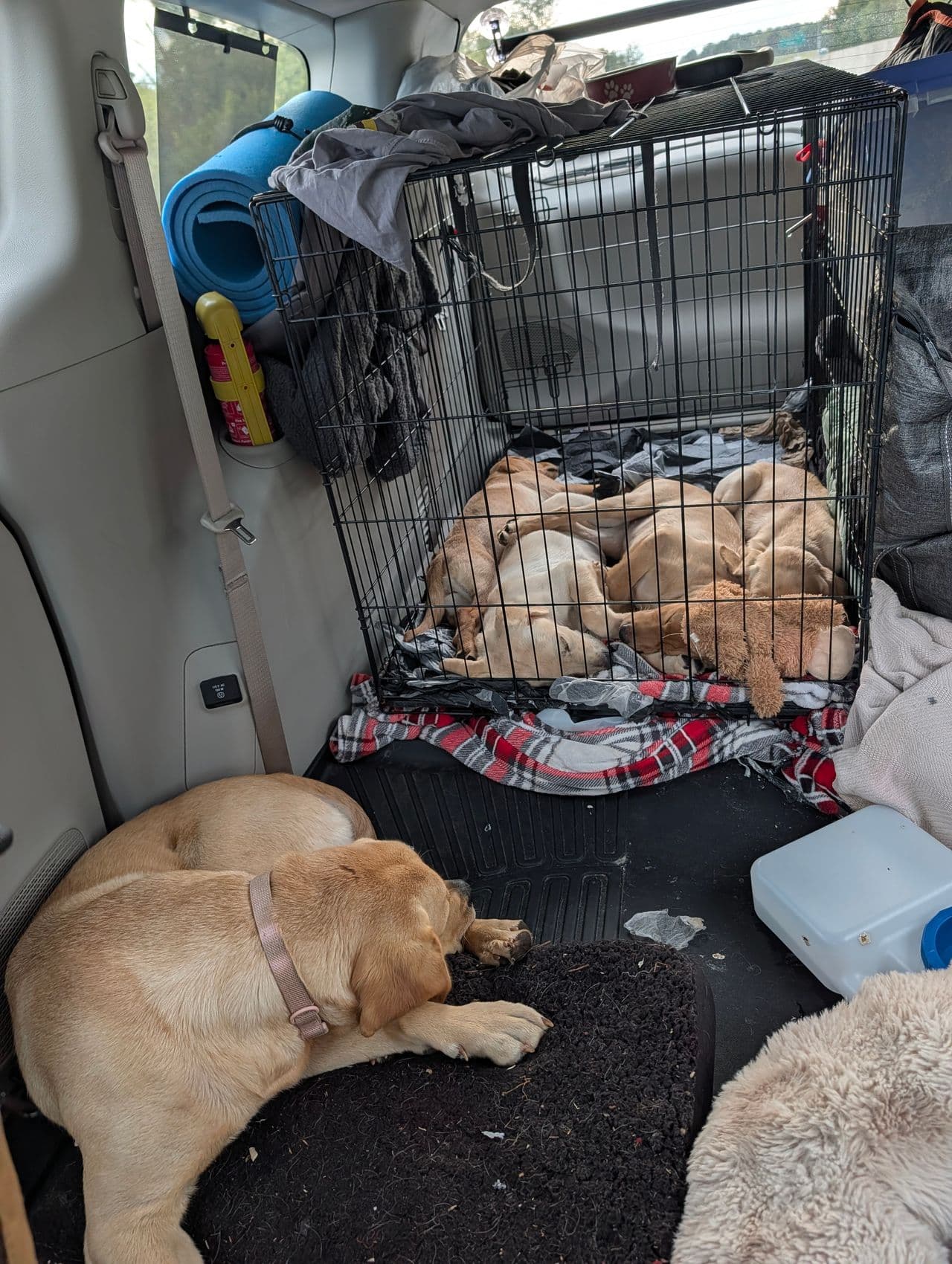 Pet travel photo 3