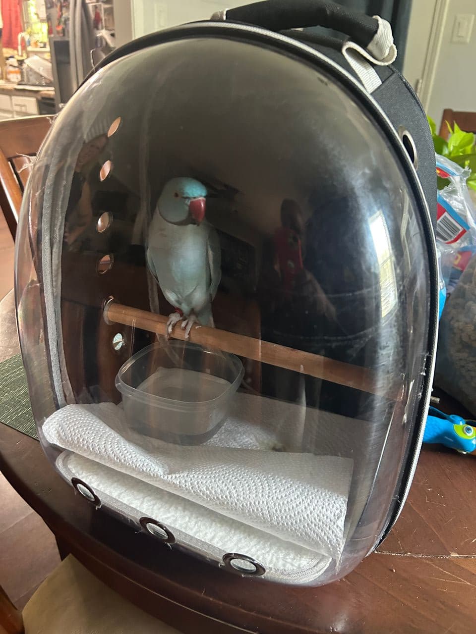 Pet travel photo 1