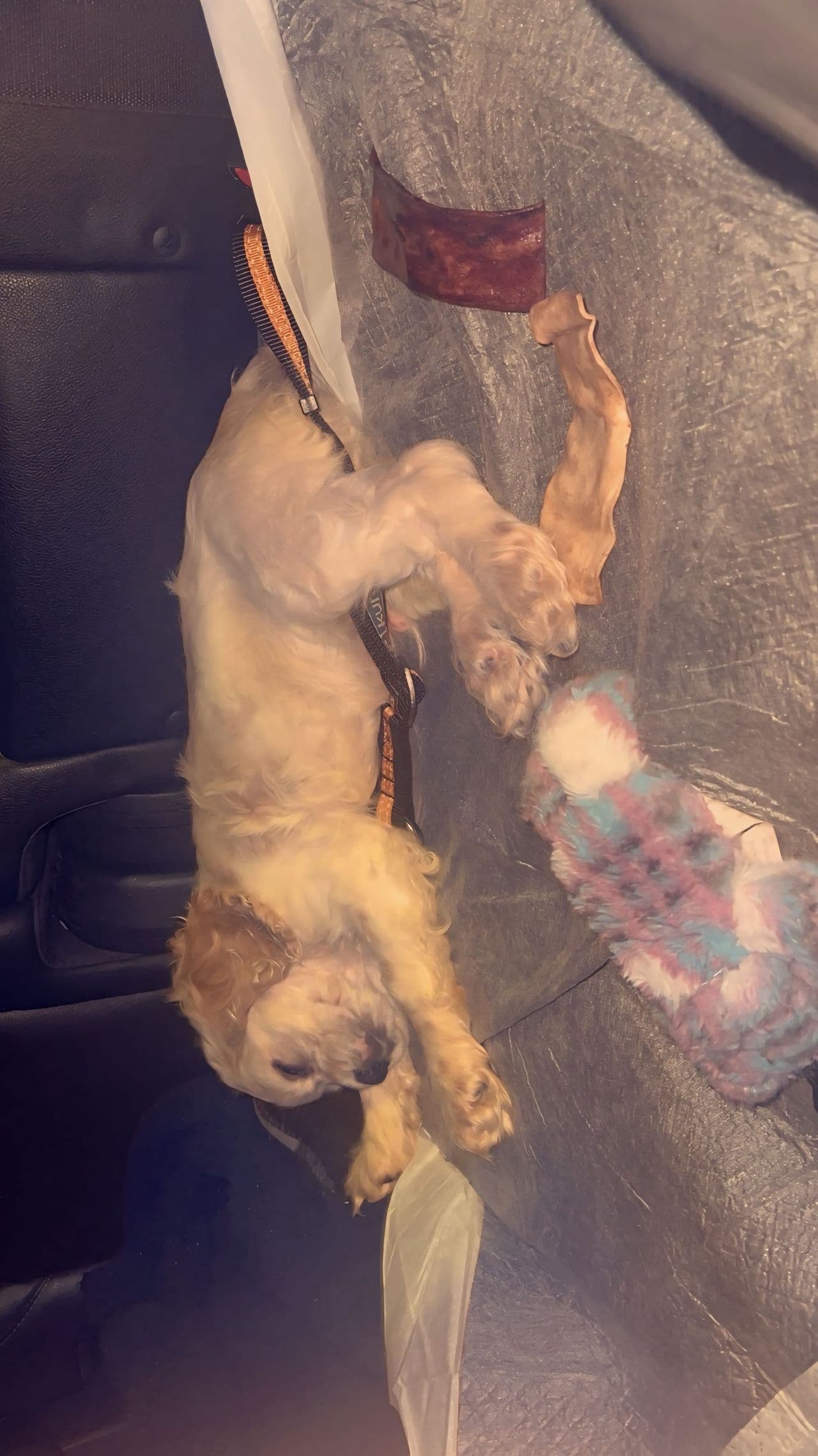 Pet travel photo 1