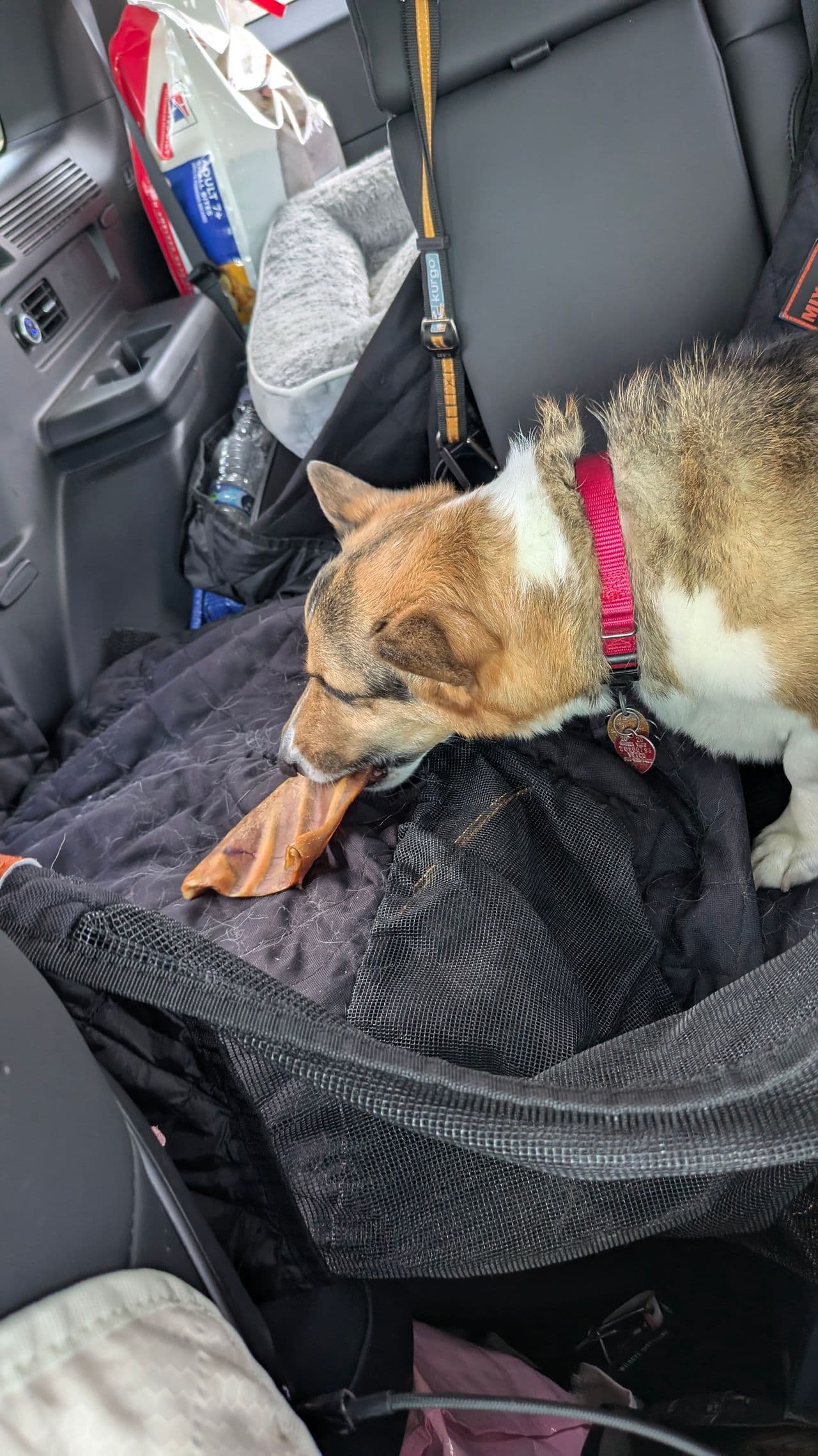 Pet travel photo 4