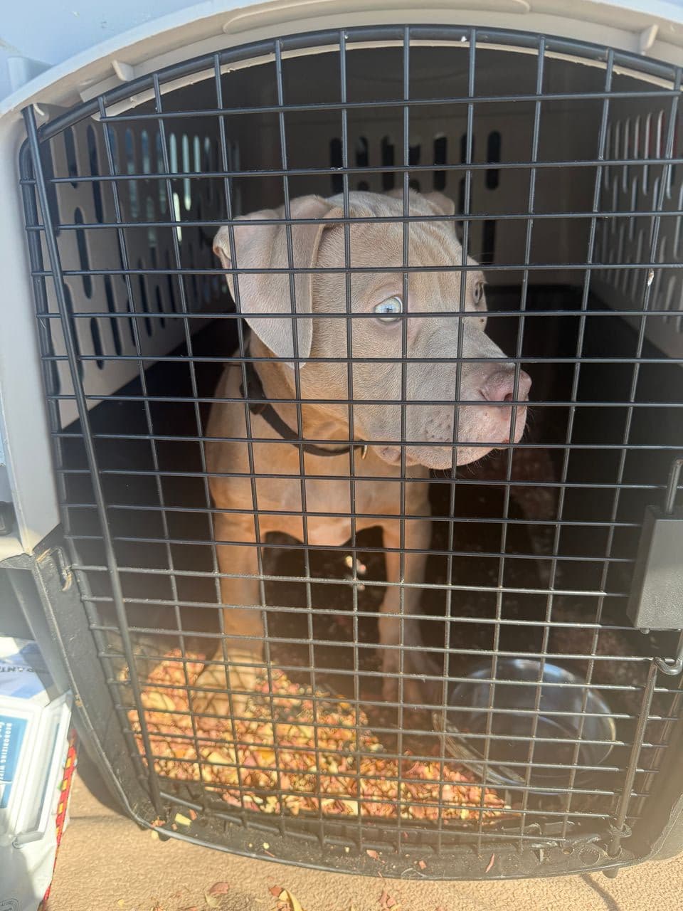 Pet travel photo 4
