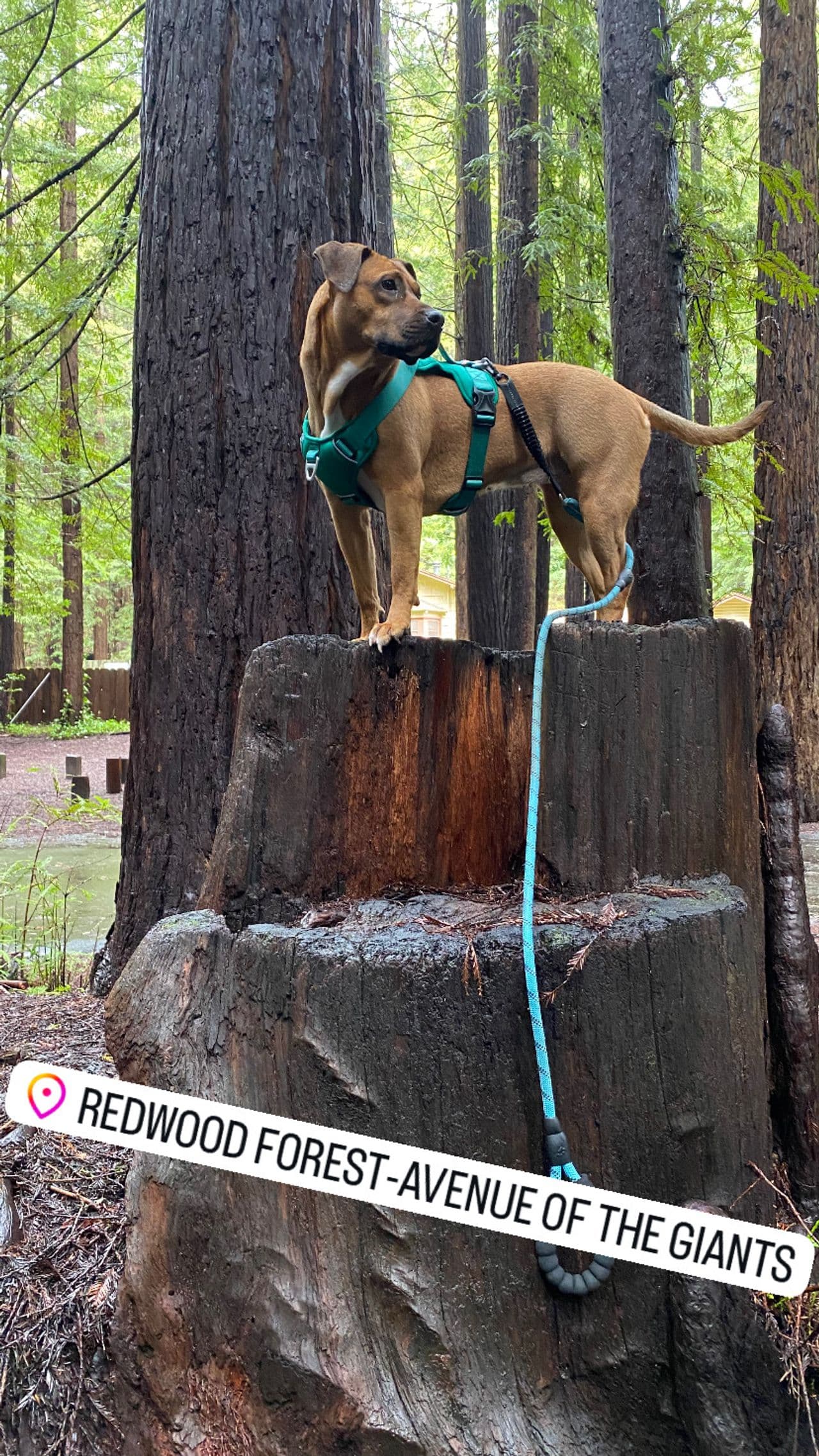 Pet travel photo 5