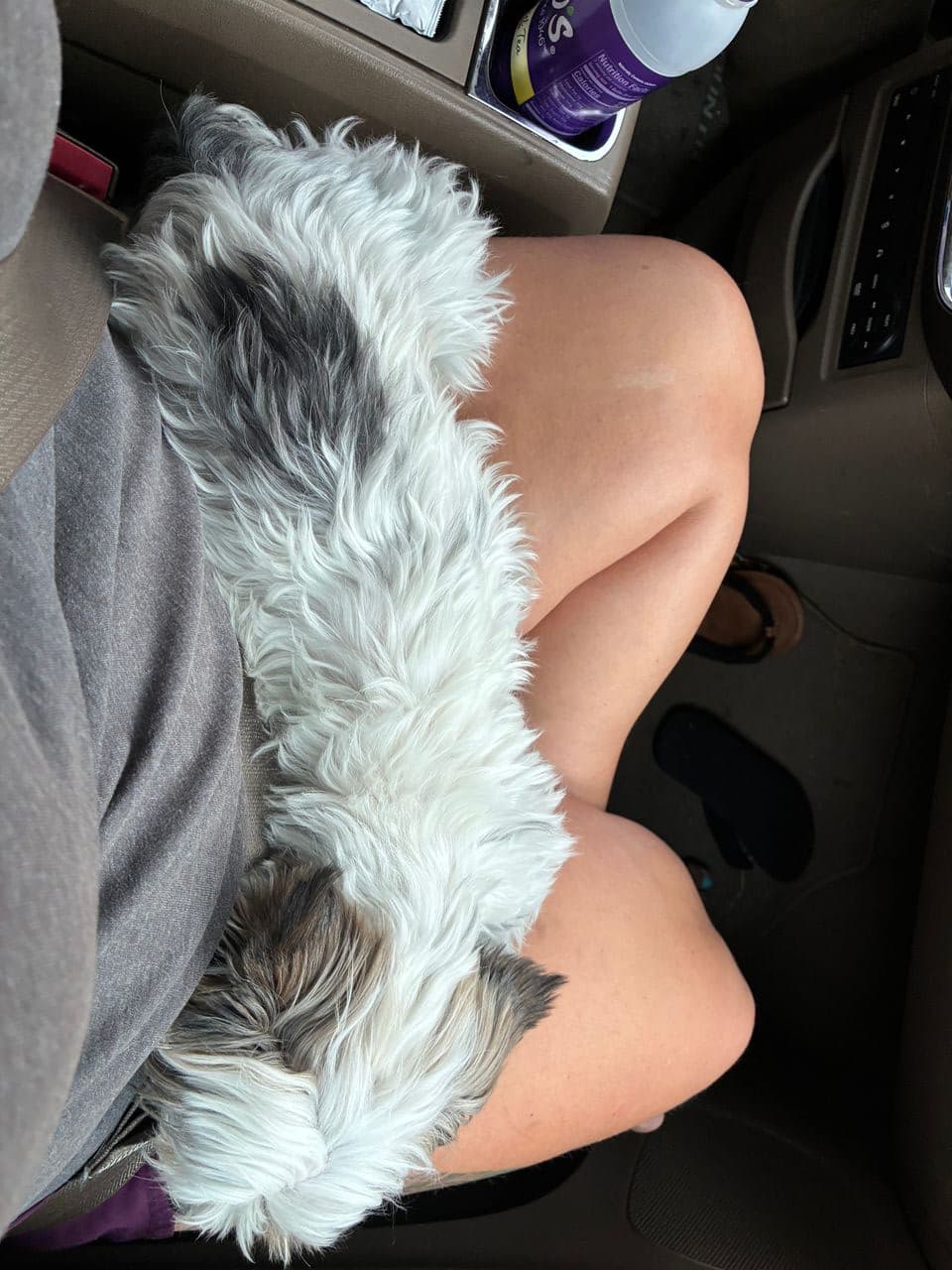 Pet travel photo 6