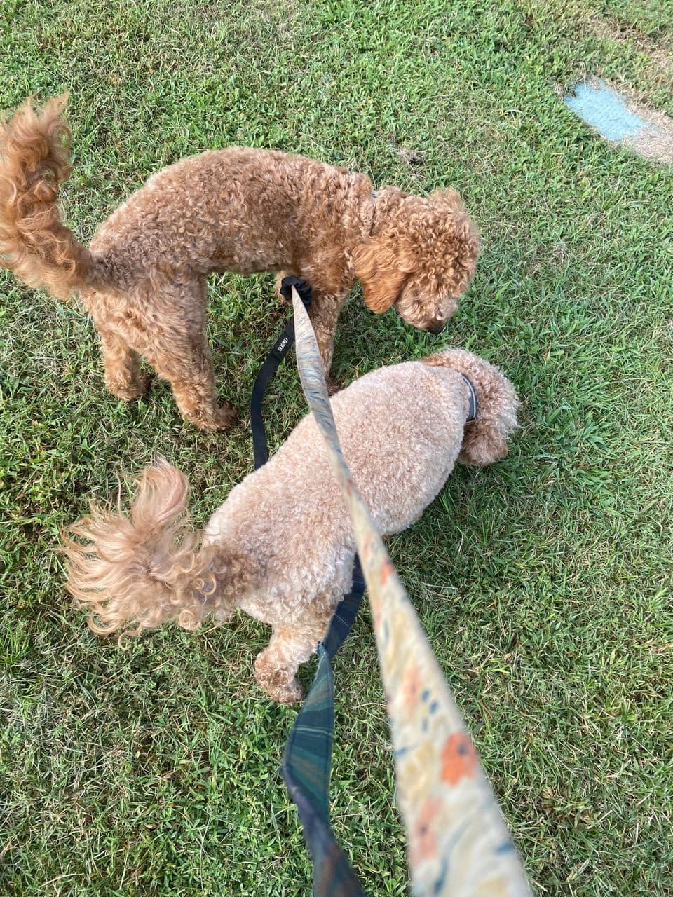 Pet travel photo 2