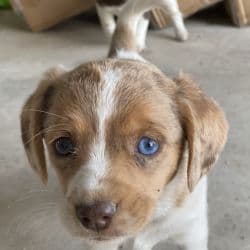 Mini aussie mini beagle named Piper