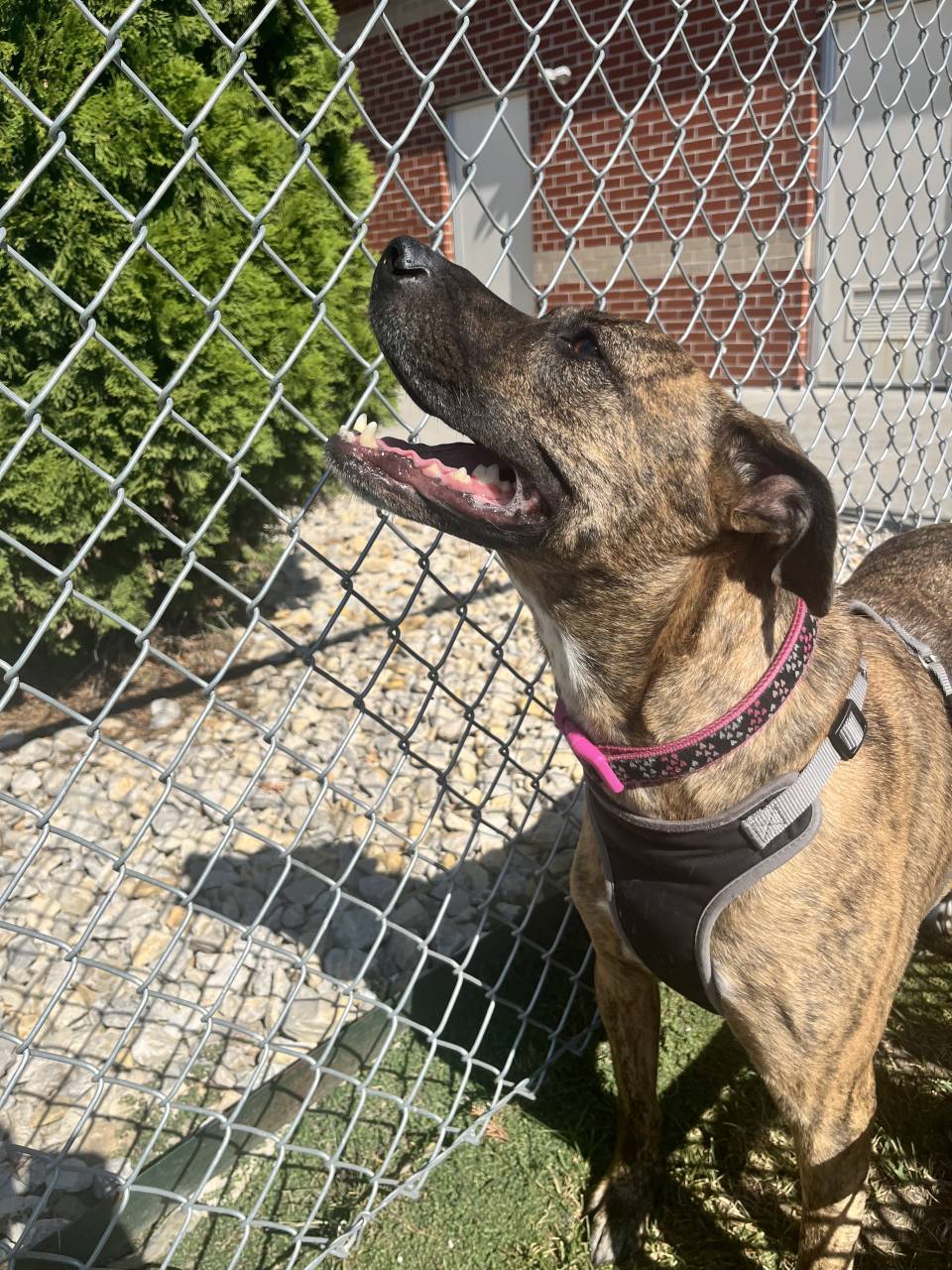 Pet travel photo 1