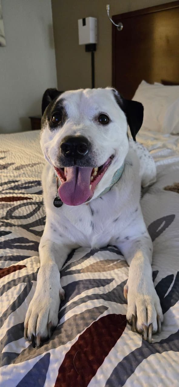Pet travel photo 5