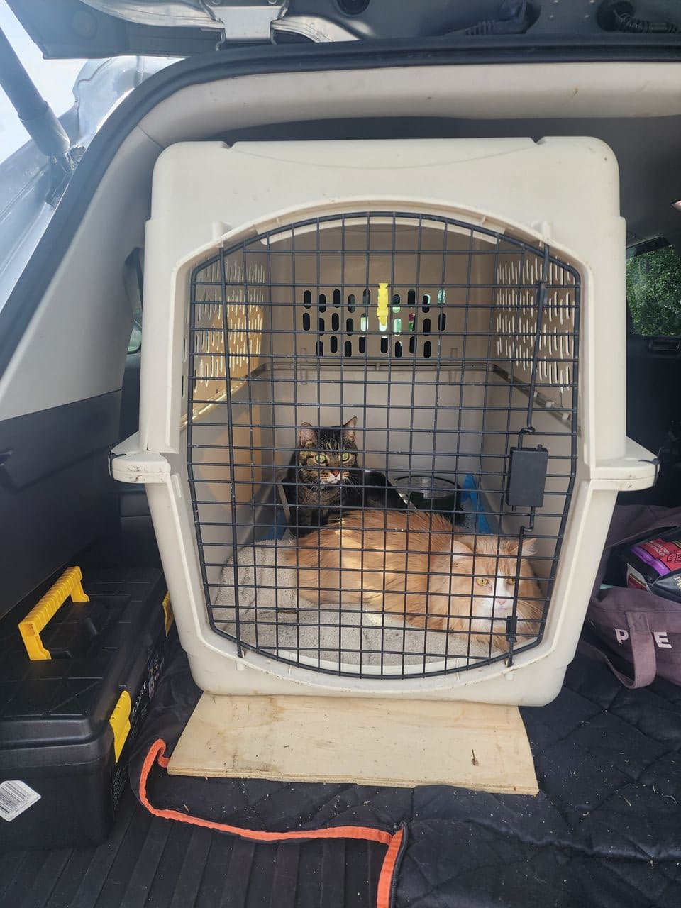 Pet travel photo 4