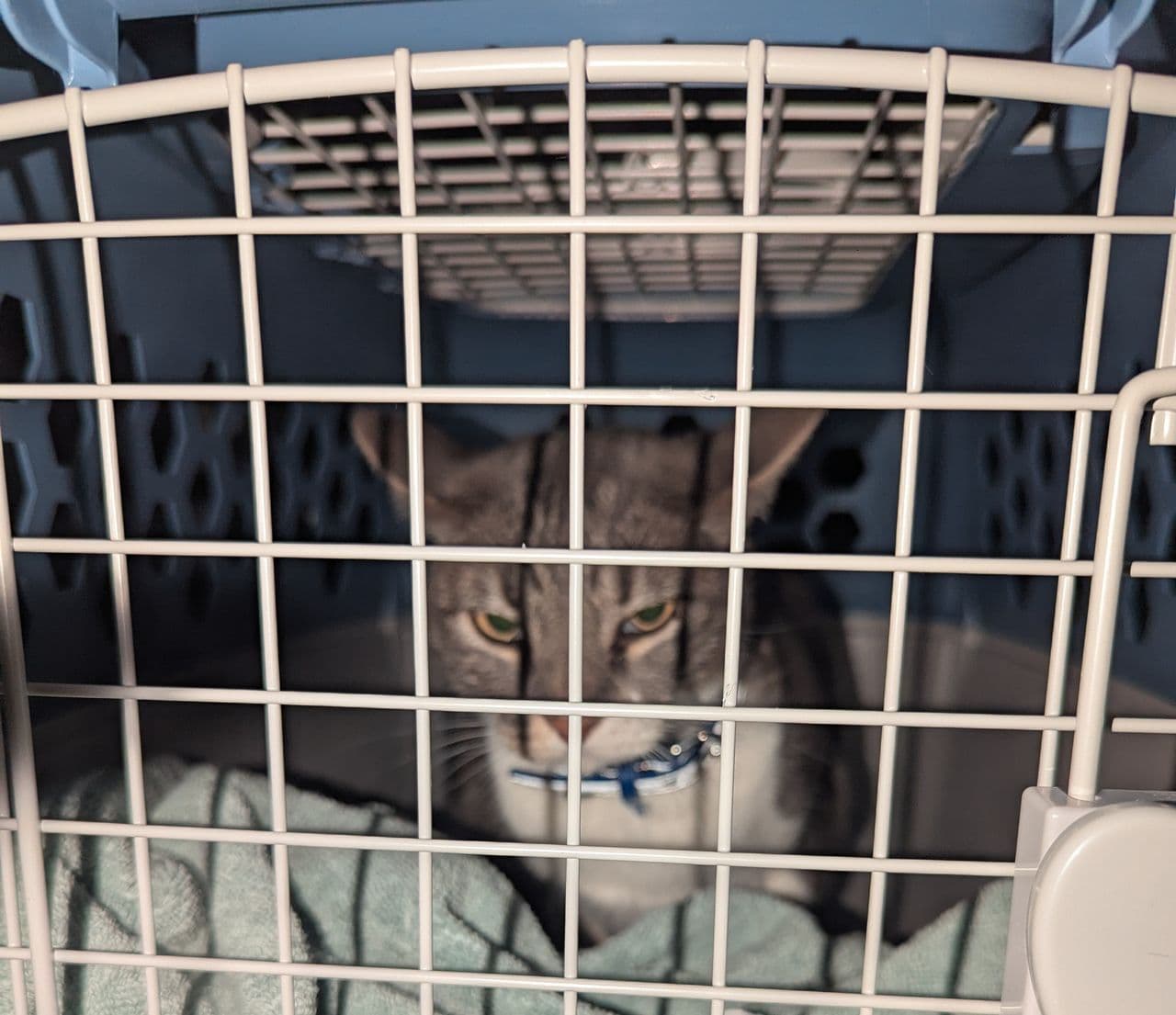 Pet travel photo 4