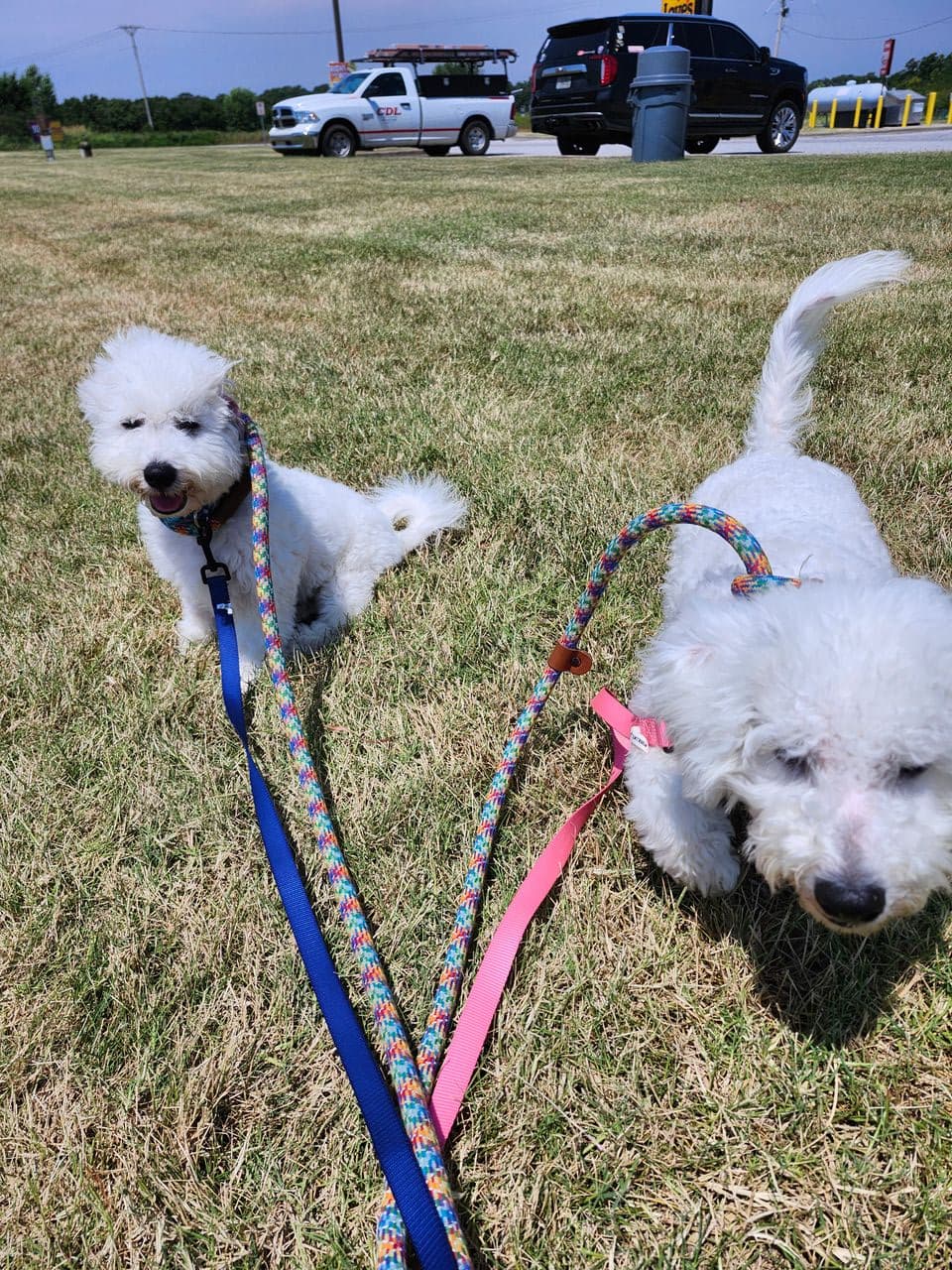 Pet travel photo 5