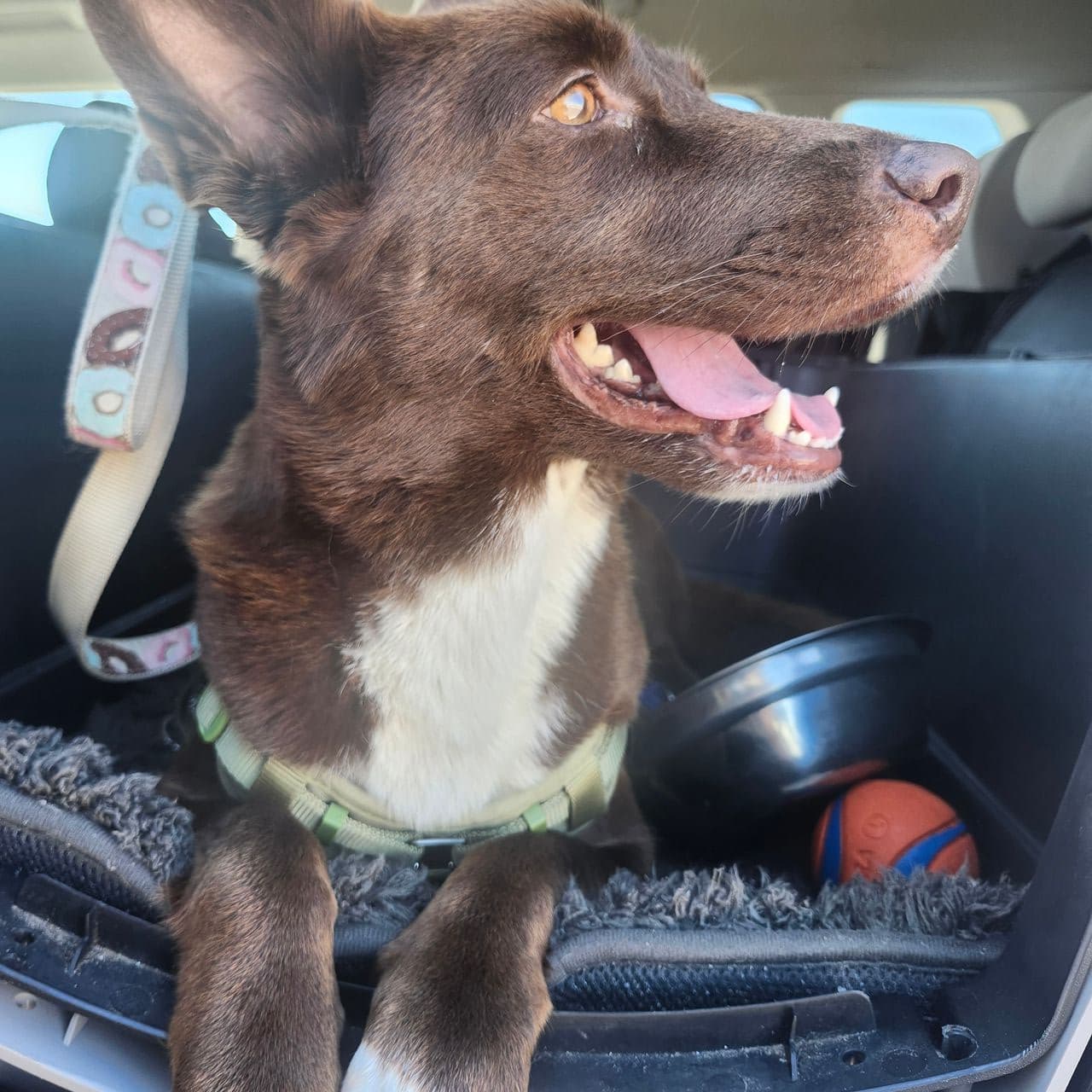 Pet travel photo 5