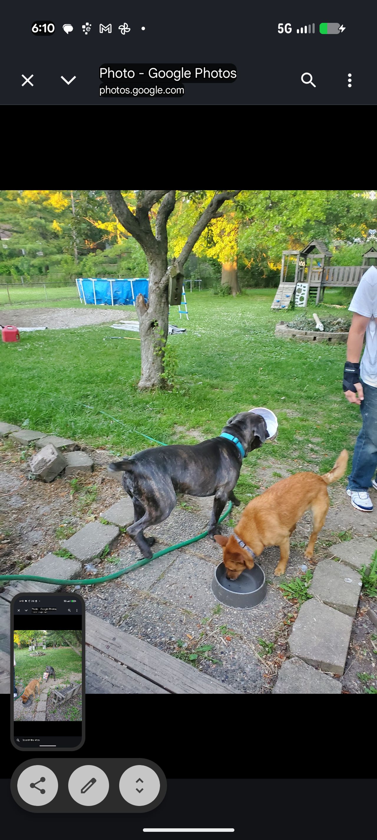 Pet travel photo 3