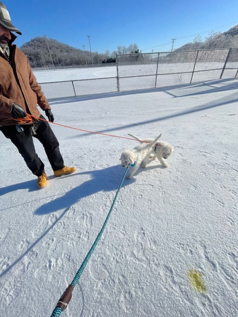 Pet travel photo 4