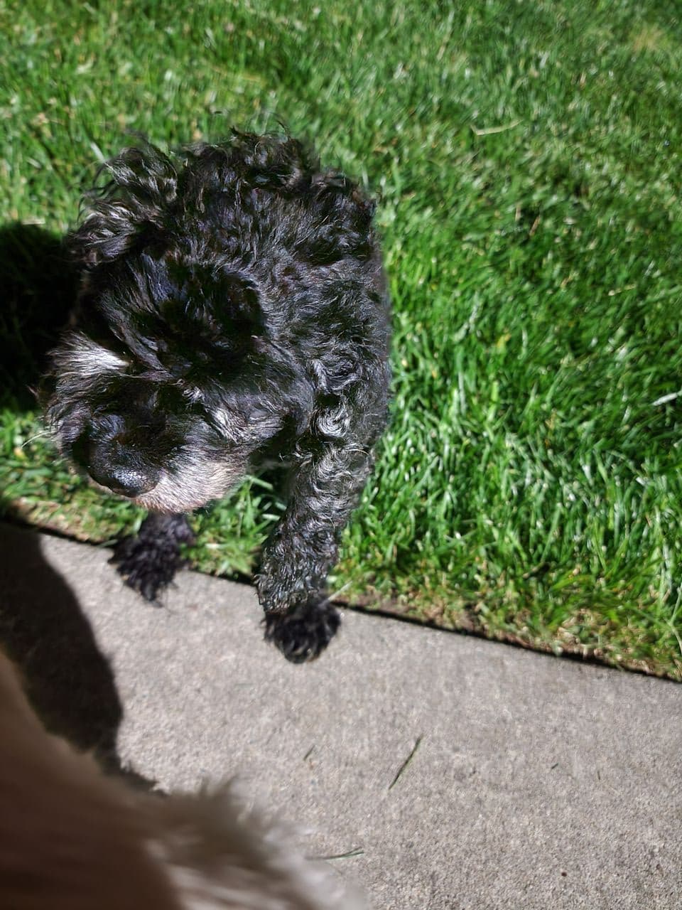 Pet travel photo 6