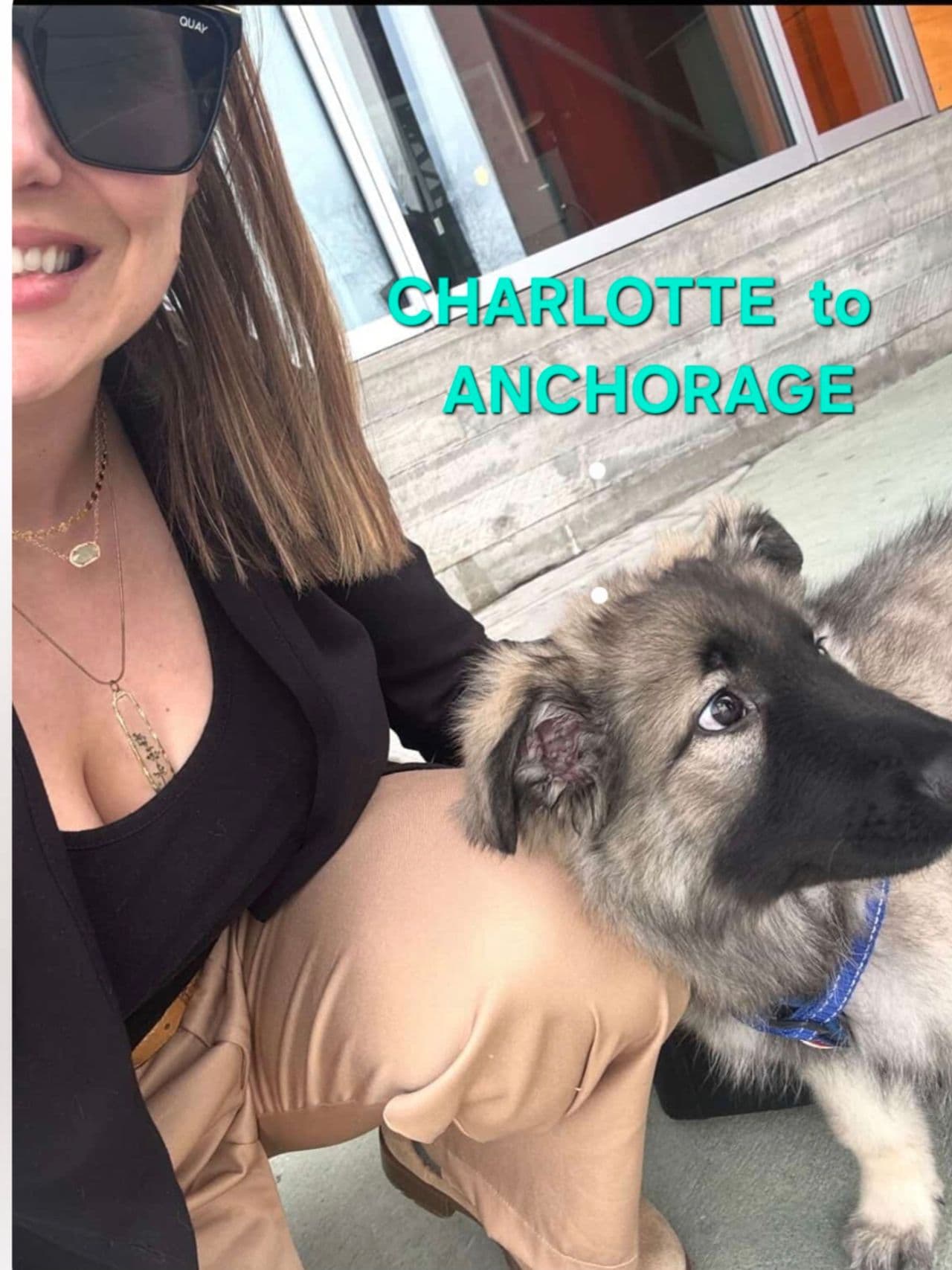 Pet travel photo 1