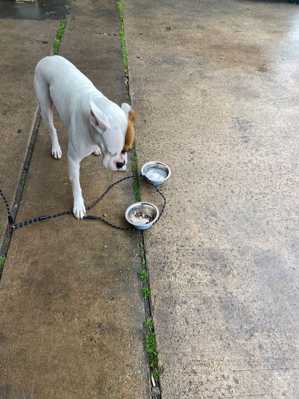 Pet travel photo 6
