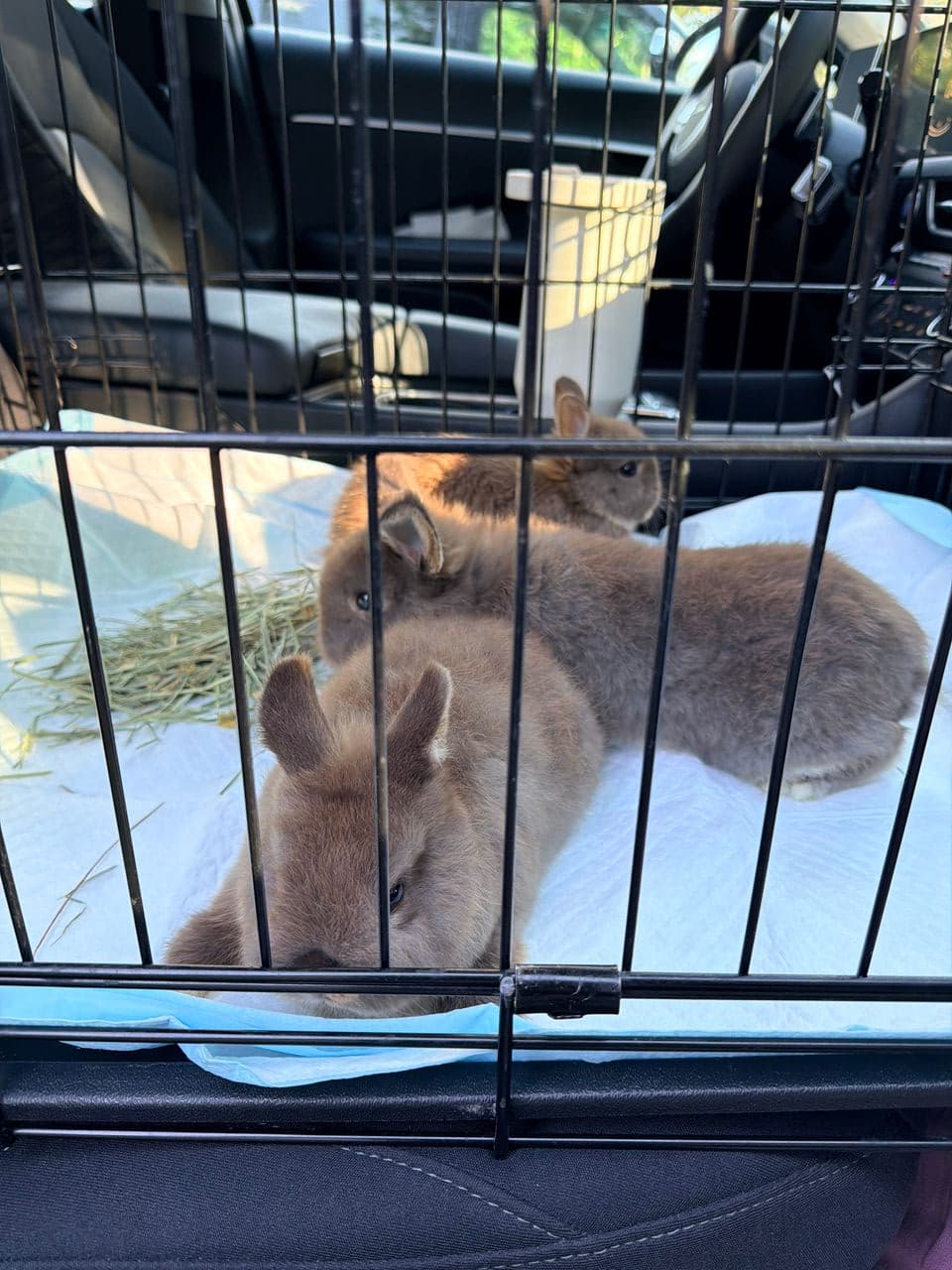 Pet travel photo 2