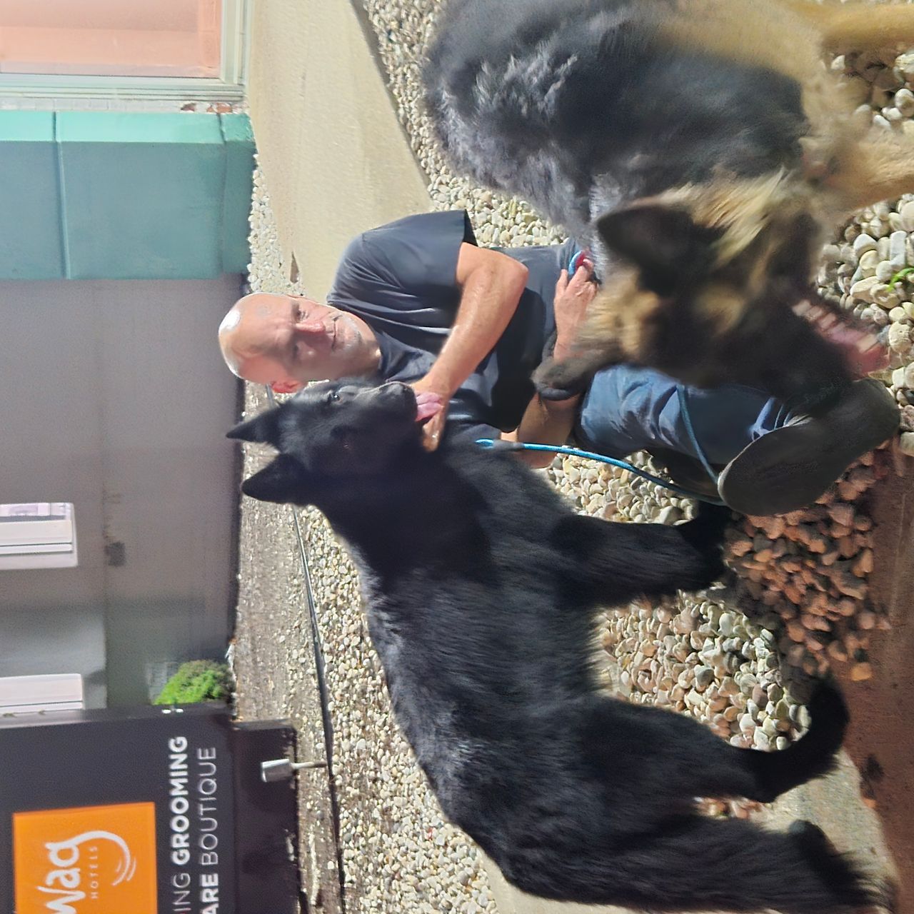 Pet travel photo 4